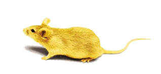 Stieger Maus